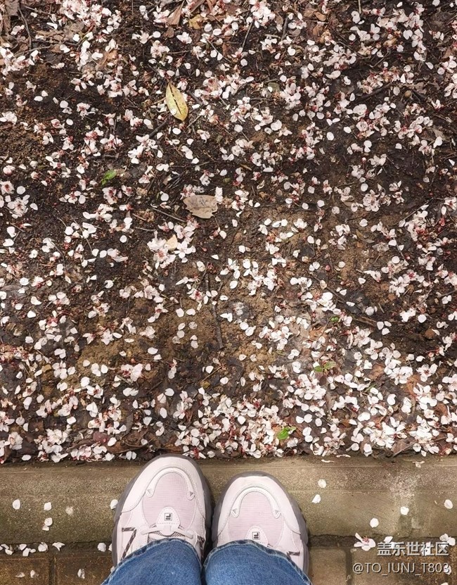 【人間四月天】櫻花盛開