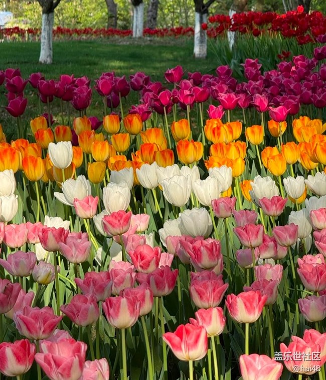 【人間四月天】郁金香