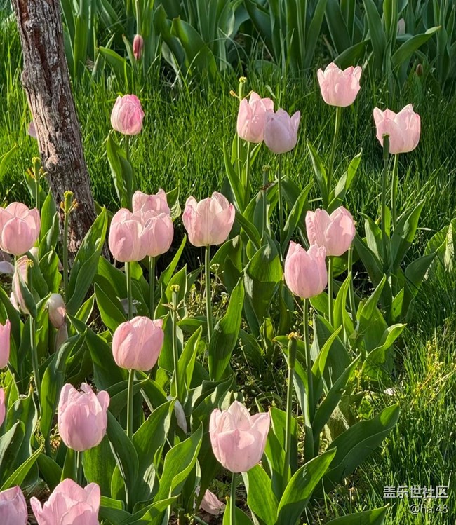 【人間四月天】郁金香