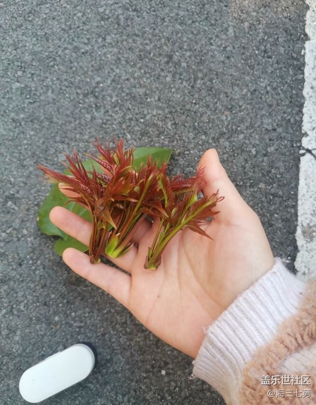 【人間四月天】早起