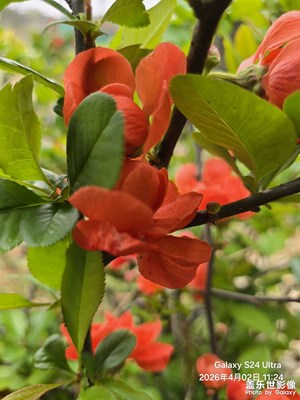 【細(xì)微之處】+海棠花