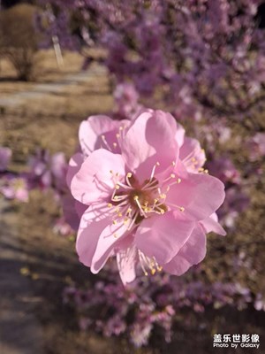 【細(xì)微之處】拍花朵