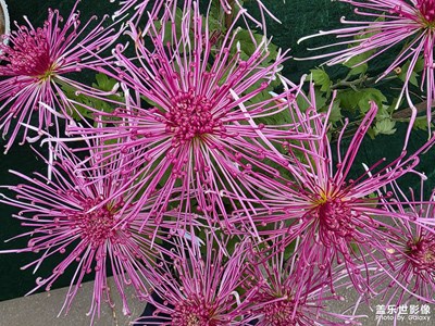 【細微之處】+花兒朵朵開