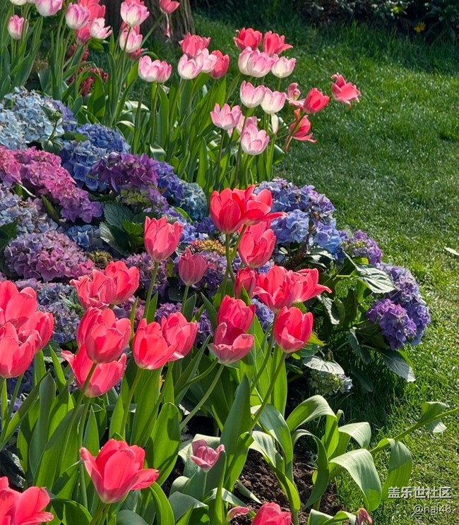 【人間四月天】郁金香