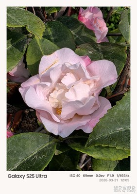 【細(xì)微之處】那些花兒