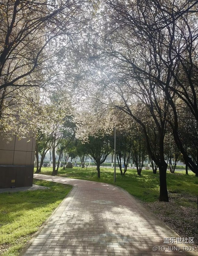 【人間四月天】櫻花盛開