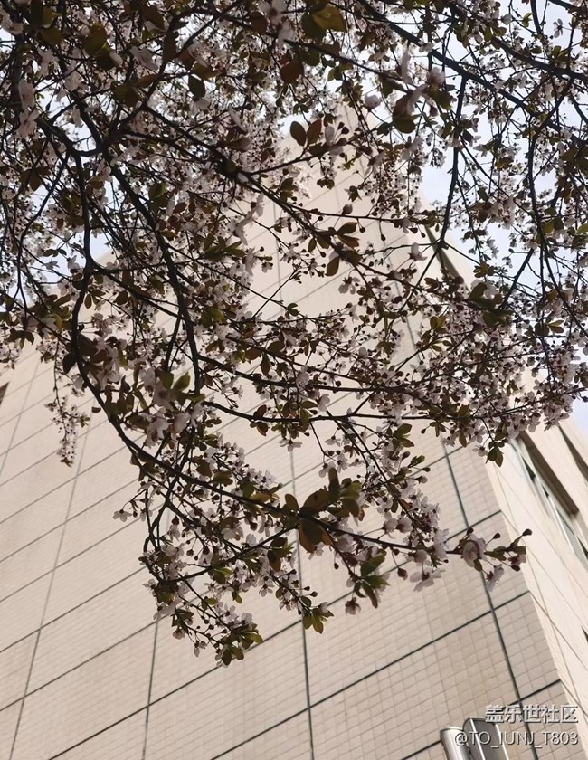 【人間四月天】櫻花盛開