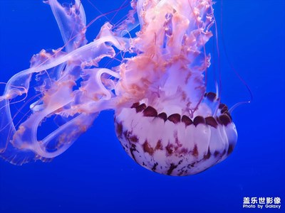 蒙特雷水族館?三星2億像素直出的震撼