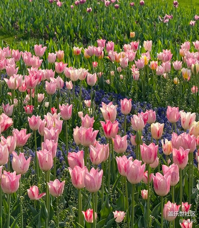 【人間四月天】郁金香