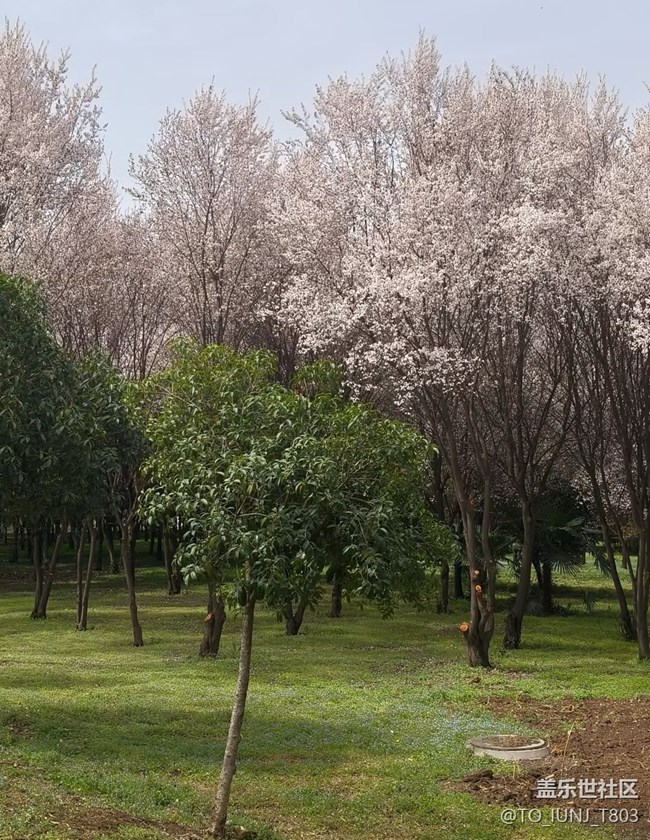 【人間四月天】櫻花盛開
