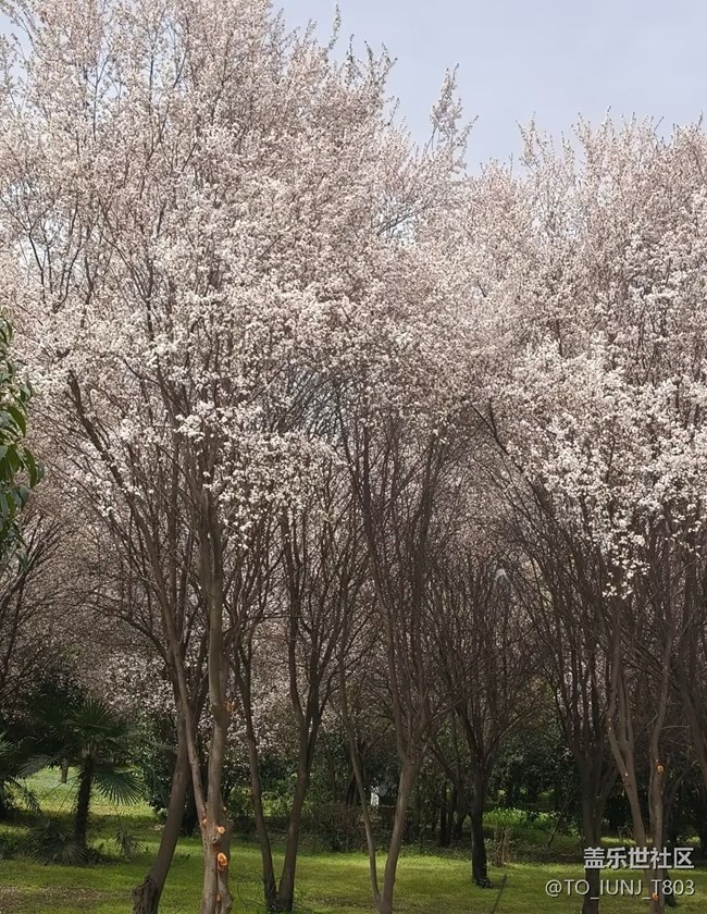 【人間四月天】櫻花盛開