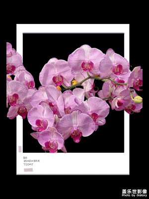 【細(xì)微之處】+微拍花朵