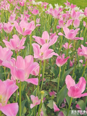 【細(xì)微之處】+郁金香