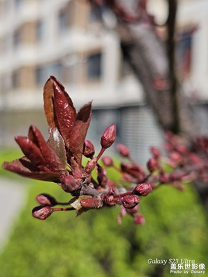 【細(xì)微之處】+近距看花