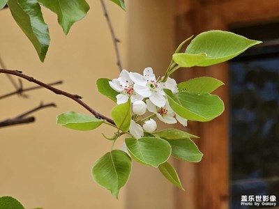 【細(xì)微之處】春日梨花