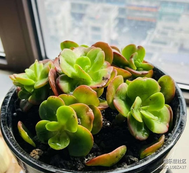 【人間四月天】周末