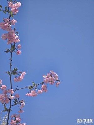 花花花花花……