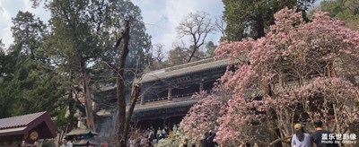 潭柘的花