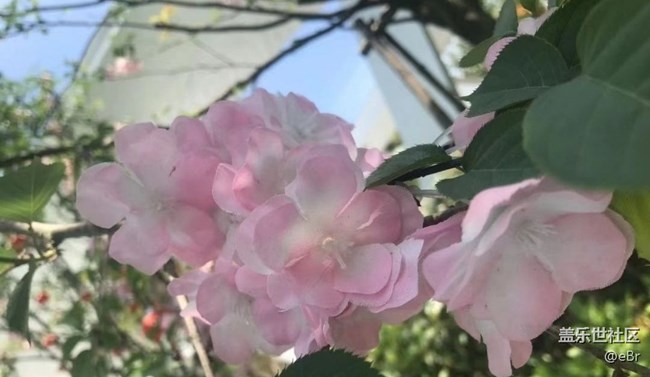 【人間四月天】賞春