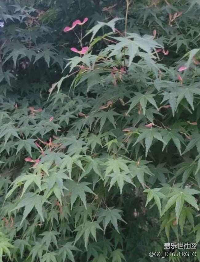 【人間四月天】花花