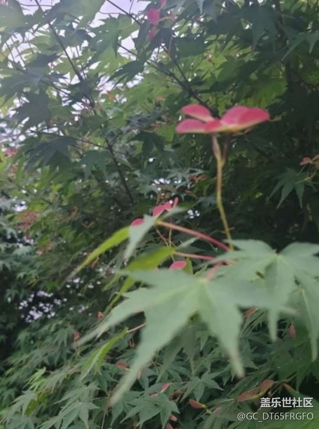 【人間四月天】花花