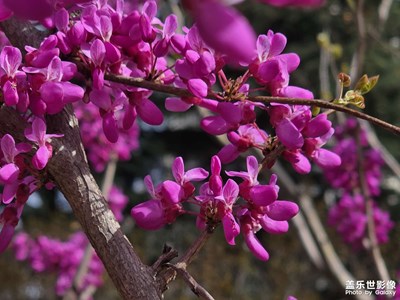 【細(xì)微之處】微拍花朵