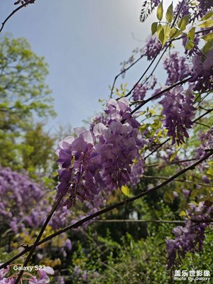 紫槐花開(kāi)，一串串淡紫垂落