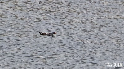 【細(xì)微之處】隨手拍小花小鳥(niǎo)