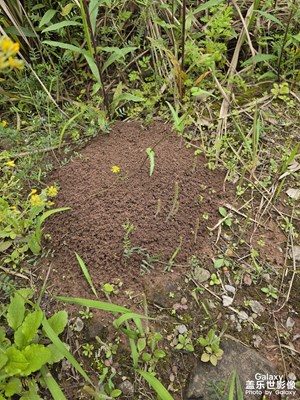 【細(xì)微之處】+隨拍