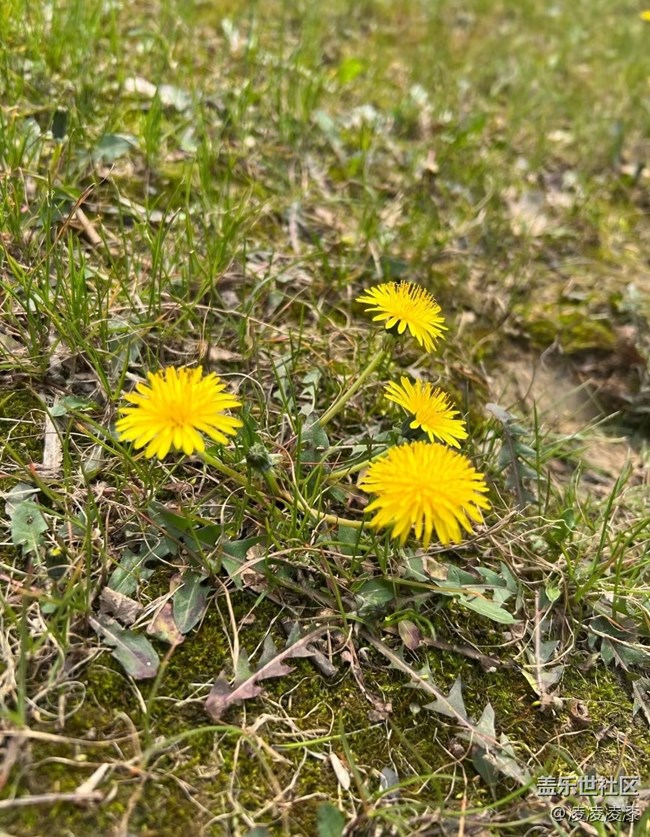 【人間四月天】小花