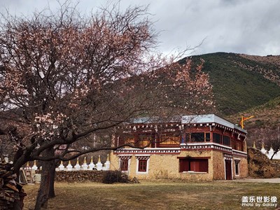 【細(xì)微之處】+道孚縣看杏花9