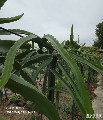 【細(xì)微之處】田園風(fēng)光無限好