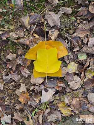 鵝掌楸等綠葉紅花