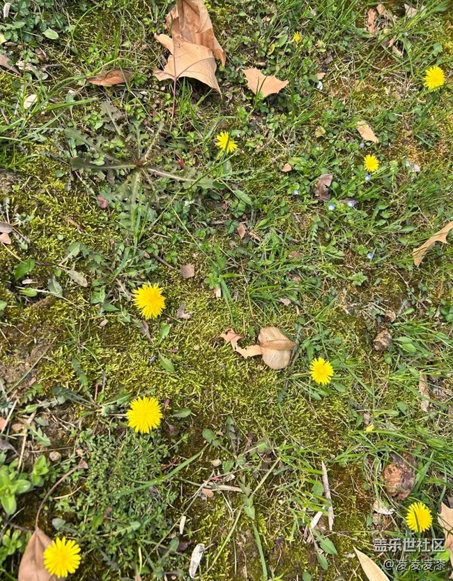 【人間四月天】小花