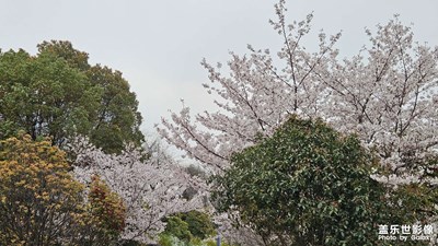 【細微之處】+公園微拍