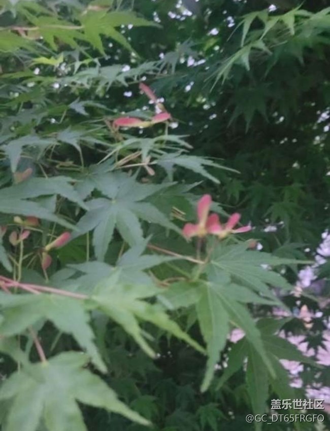 【人間四月天】花花