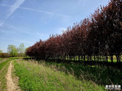 鄉(xiāng)村田野         