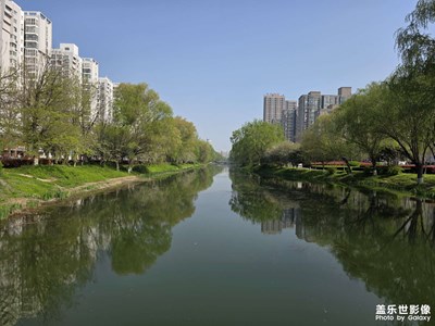 春江水暖柳先知