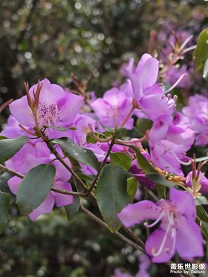 【細微之處】馬嶺古道野杜鵑