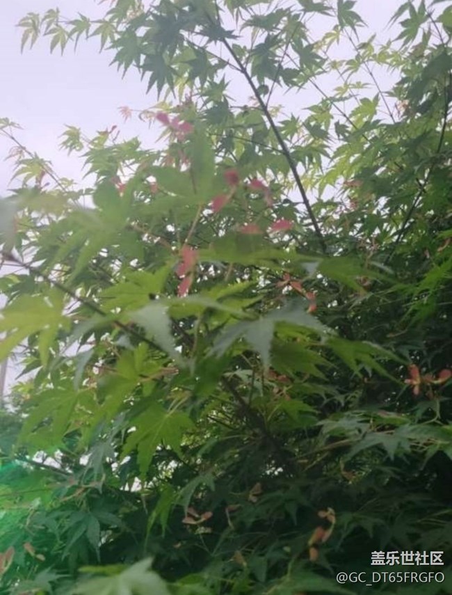 【人間四月天】花花