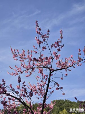 【細(xì)微之處】+微拍花朵