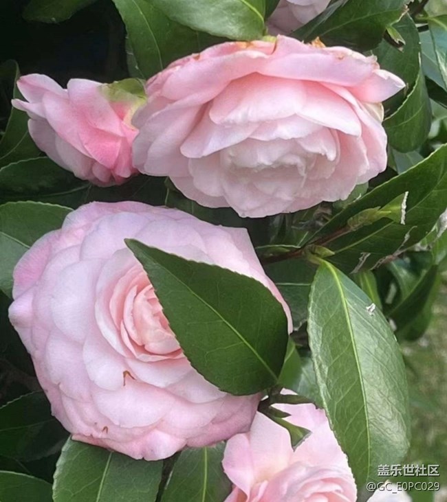 【人間四月天】山茶花