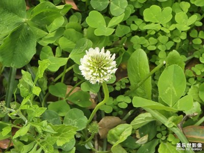 【細(xì)微之處】+微拍花朵