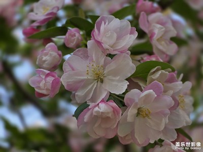 【細(xì)微之處】+春日詩(shī)意