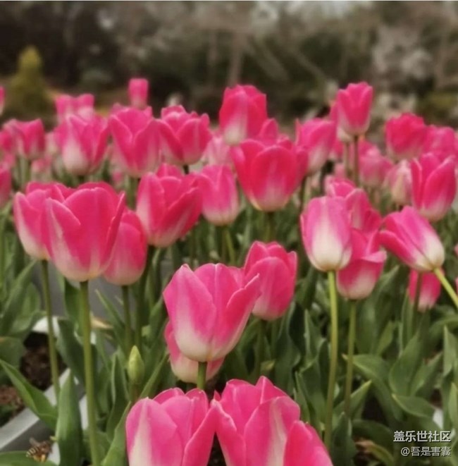【人間四月天】春暖花開