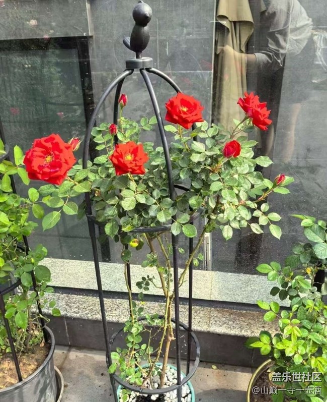 【人間四月天】花開滿