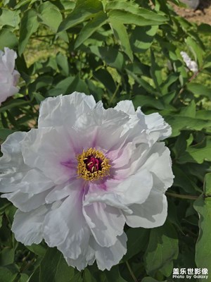 【細微之處】+微拍花朵