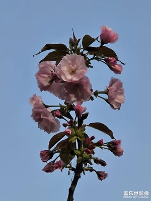 【細(xì)微之處】河邊花開