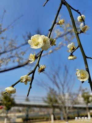 梅花吐露春消息