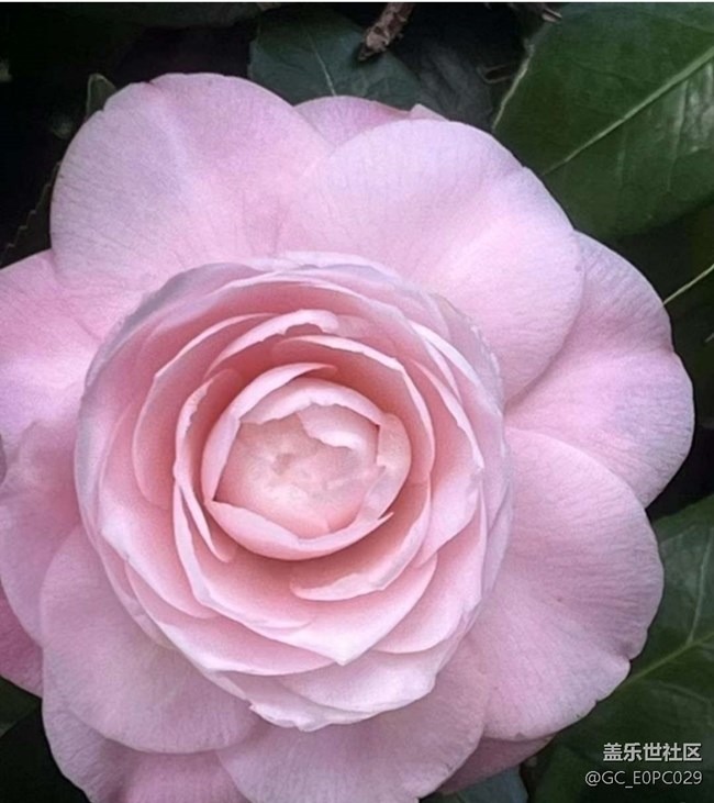 【人間四月天】山茶花